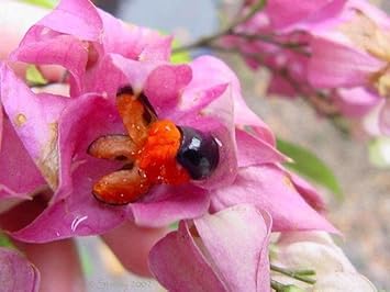 Thomsonae Flower Seeds Pink Orange – Organic, Heirloom, Non-GMO Seeds for Planting