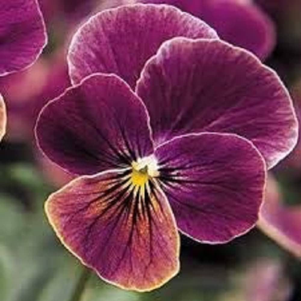 Viola Sorbet Black Delight flower seeds for dramatic annual color beds