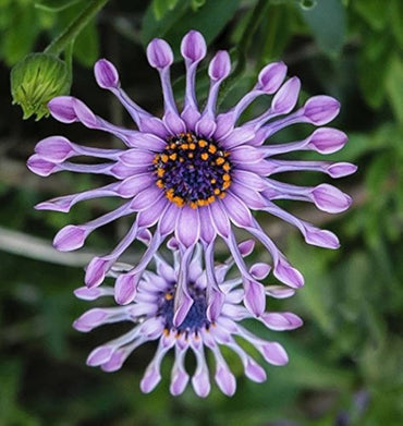 Blue Eyed Daisy Osteospermum Flower Seeds