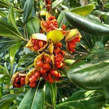 Pitosforo Pittosporum Tobira Fruit Seeds for Planting - Beautiful Home Gardens, Heirloom and GMO Free Seeds