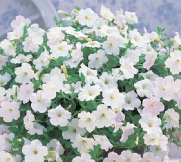 Petunia flower Petunia hybrida Trilogy Purple pelleted seeds for planting in home garden containers or vertical gardens
