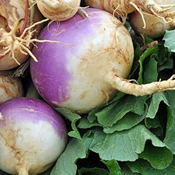 Purple Rutabaga Vegetable Seeds for Planting heirloom & Non-GMO Seeds