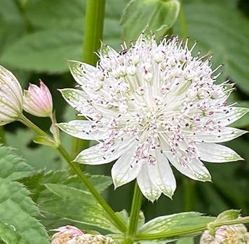 Masterwort Seeds for Planting – Organic, Heirloom, Non-GMO Flower Seeds