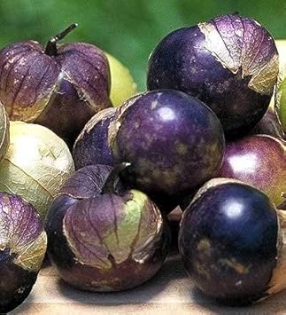 Purple Tomatillo Physalis philadelphica seeds for garden planting