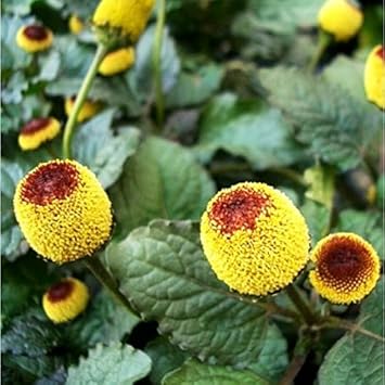 Spilanthes Oleracea Flower Seeds for Planting -Hierloom Flower Seeds