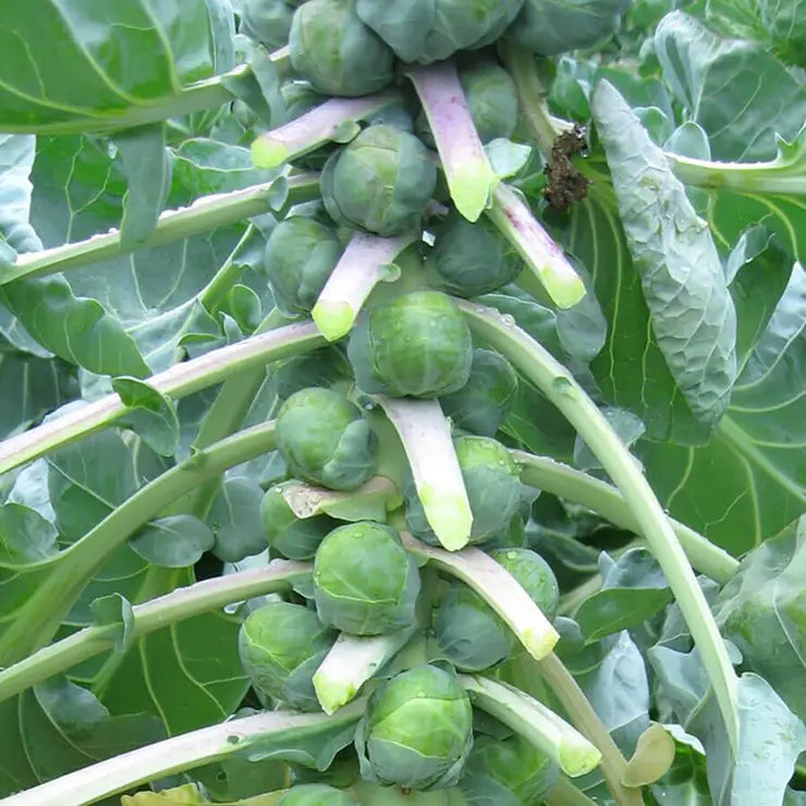 Dagan – Organic Brussels Sprout Seed