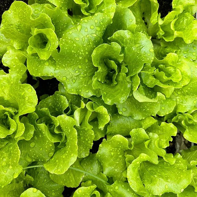 Italian Lettuce Seeds