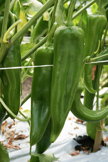 Charger – Anaheim Pepper Seed