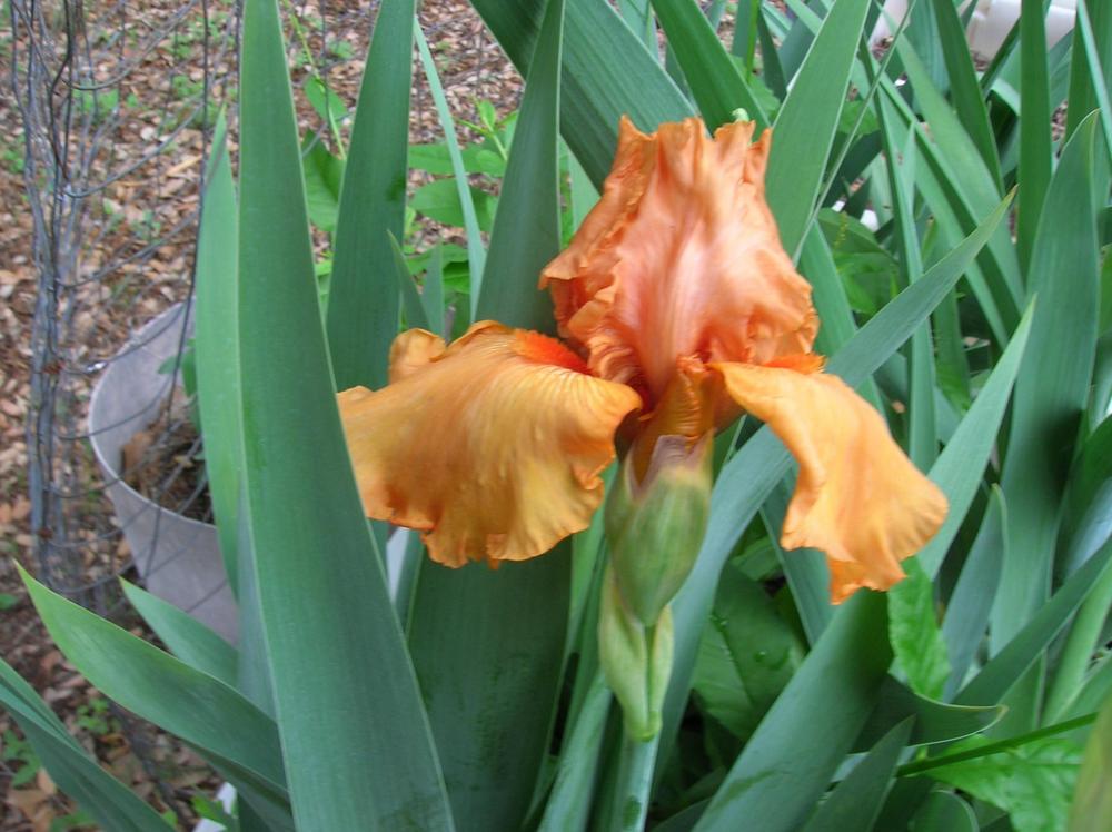 Disco Music Bearded Iris Seeds