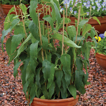 Lemon Bush – Eucalyptus Seed