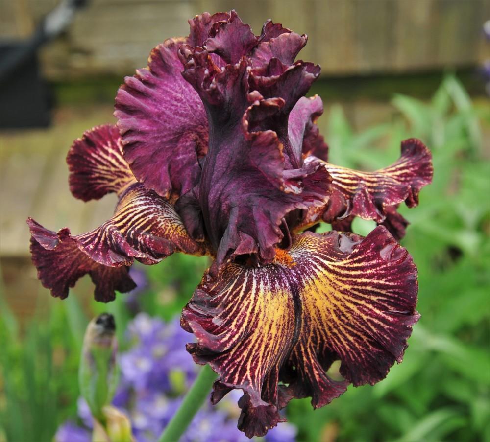 Drama Queen Bearded Iris Seeds