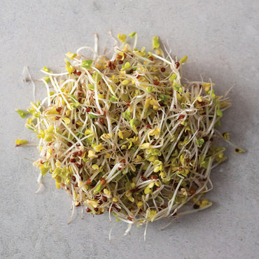 Broccoli, Sano Verde Max – Organic Sprouting Seeds