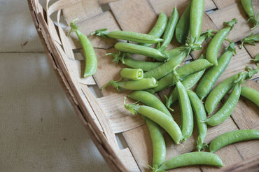 Sugar Ann – Pea Seed