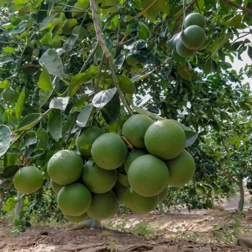 Indian Sweet Lime Seeds