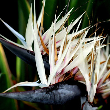 Heirloom Non-GMO Cream Strelitzia Reginae Flower Seeds for Planting – Bird of Paradise Seeds