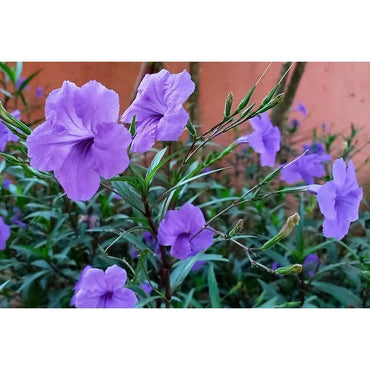 Heirloom Ruellia humilis Seeds – Non-GMO Flower Seeds for Planting