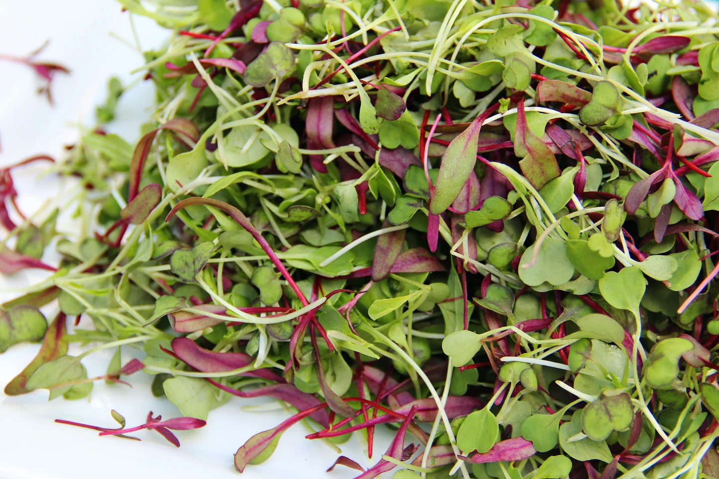 Radish, Confetti Mix – Microgreen Seed