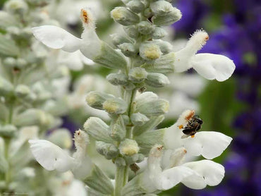 Salvia- White Victory
