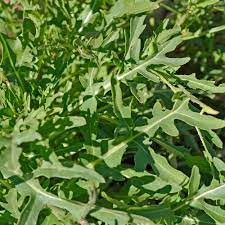 Sylvetta – Organic Arugula Seed