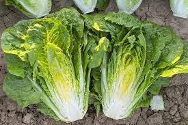 Mini Romaine Trio – Lettuce Varieties