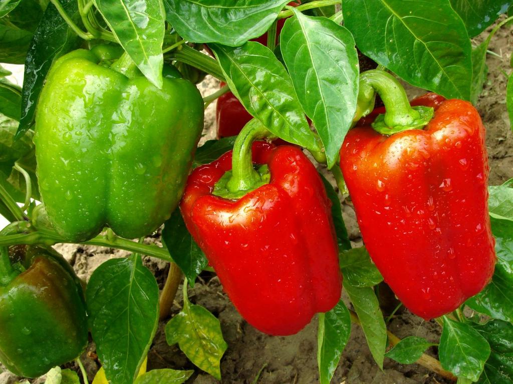 Olympus – Bell Pepper Seed