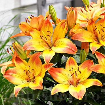 Pot Asiatic Lily- Happy Memories
