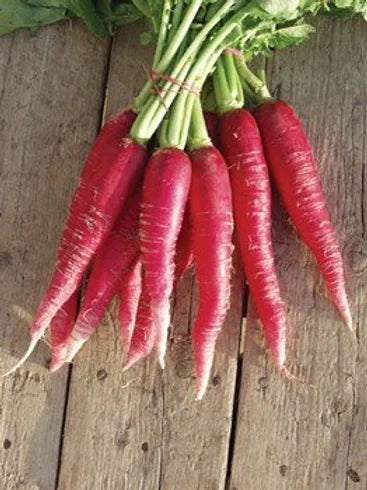Radish Long Red Vegetable Seeds
