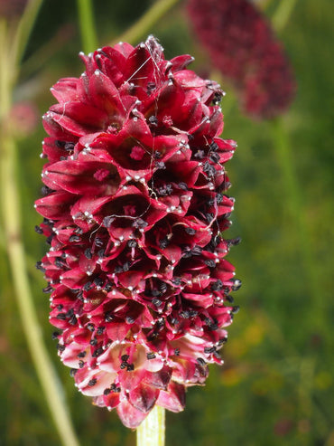Heirloom Sanguisorba Officinalis Flower Seeds, Non-GMO Unique Blooms for Planting