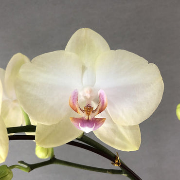 Organic Heirloom Non-GMO Light Yellow Orchid Seeds for Planting – Fresh Vibrant Blooms