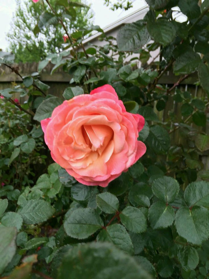 Heirloom Rose Flower Seeds for Planting – Non-GMO Seeds for Vibrant Garden Blooms
