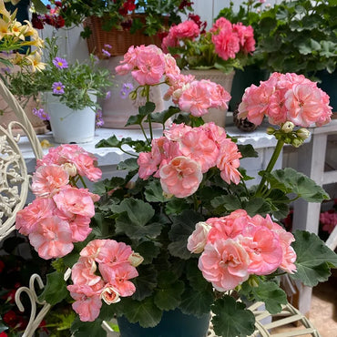 Double-Petaled Geranium Flower Seeds