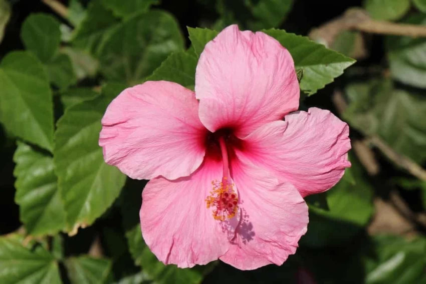 Heirloom Non-GMO Hibiscus Bonsai Flower Seeds for Planting – Miniature Tropical Garden Blooms