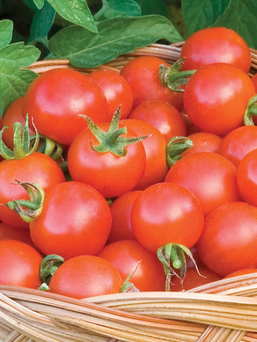 Glacier – Organic Tomato Seed