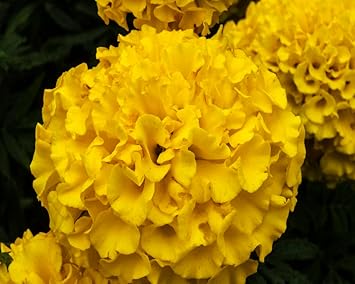 Heirloom Yellow Hydrangea Flower Seeds, Non-GMO Bright Blooms for Planting