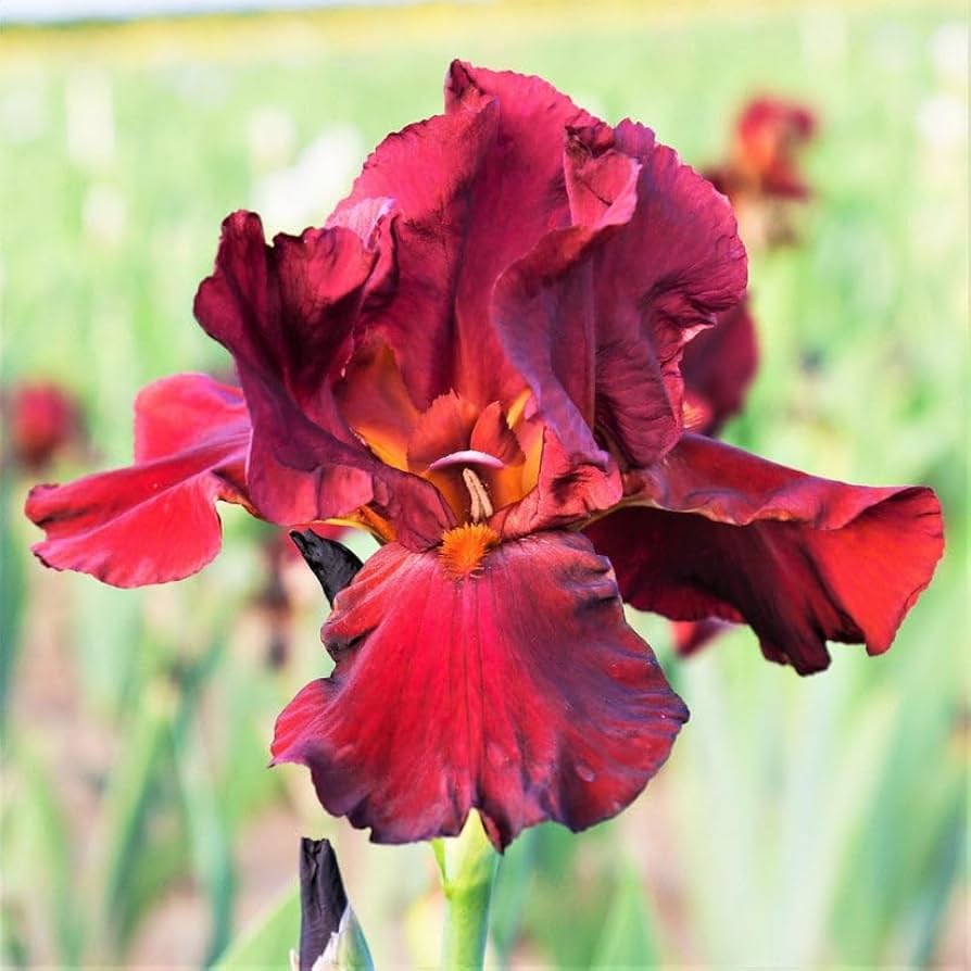 Bernice's Legacy Reblooming Bearded Iris Seeds