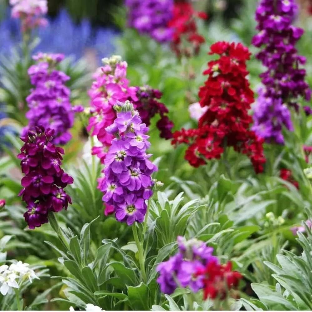 Matthiola Incana Mixed Colors Flower Seeds for Garden and Potted Plants