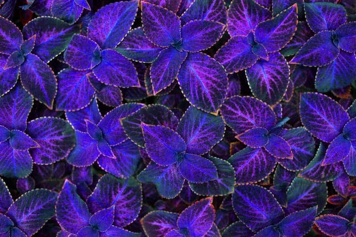 Deep Blue Coleus Plant Seeds – Heirloom Non-GMO Foliage Seeds for Vibrant Garden Accents