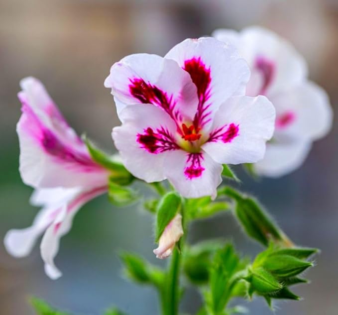 Heirloom Non-GMO Geranium Pelargonium Flower Seeds for Planting – Vibrant Garden Blooms