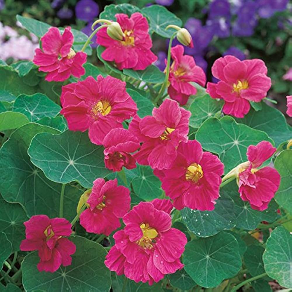 Pink nasturtium flowers grown from seeds with round leaves and cheerful pink blooms