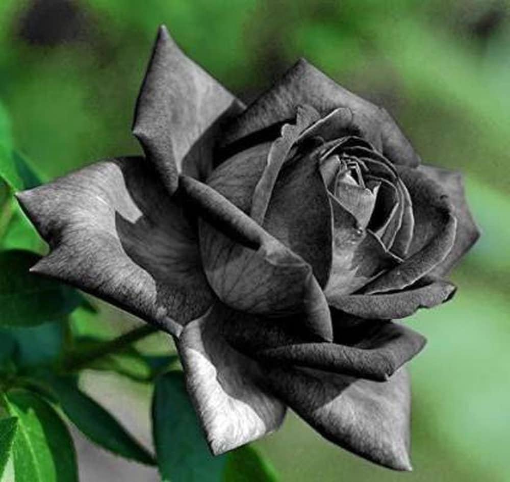 Black Rose White Edge Flower Seeds