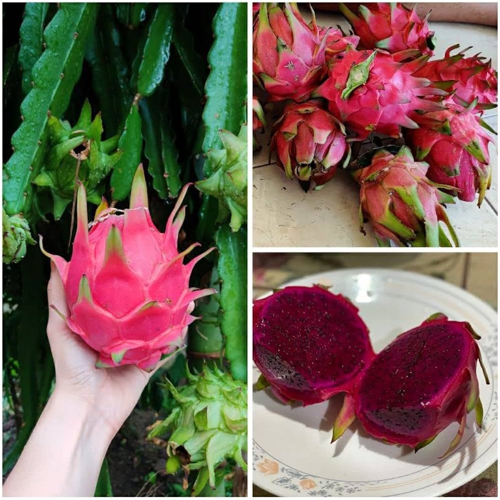 Red Meat Dragon Fruit Juicy Tropical Seeds