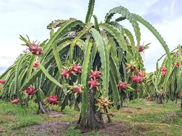 Pitaya Fruit Seeds for Growing – 100 Seeds 100 pcs