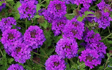 Moss Verbena Mixed Colors Ground Cover Flower Seeds