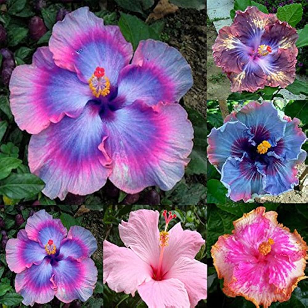 Rare Pink Purple Hibiscus seeds (giant exotic) growing oversized blooms with soft pink and deep purple hues, ideal for dreamy tropical-themed gardens
