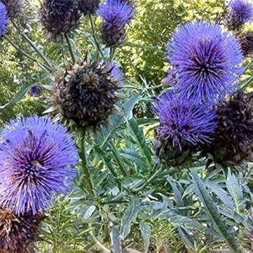 Blue Cardoon Seeds for Planting – Organic, Heirloom, Non-GMO Flower Seeds