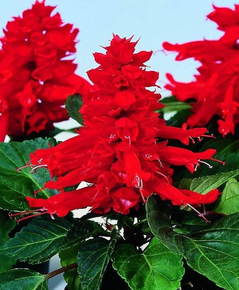 Heirloom Non-GMO Scarlet Sage Flower Seeds for Planting – Bright Pollinator-Friendly Garden Blooms