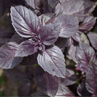 Purple Basil Aromatic Culinary Herb Seeds