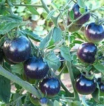 Deep Purple Tomato Seeds for Planting - 100 pcs