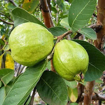 Organic Guava Seeds – Fruit Tree