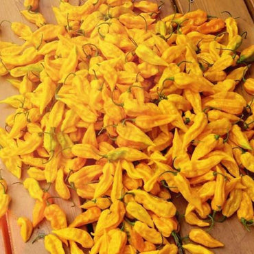 Yellow Bhut Jolokia Pepper Capsicum Chinense Vegetable Seeds for Planting in Kitchen Garden and Containers